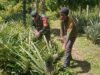 Babinsa Koramil 02/Sukakarya Bantu Warga Binaan Bersihkan Tanaman Nenas di Gampong Batee Shoek