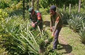 Babinsa Koramil 02/Sukakarya Bantu Warga Binaan Bersihkan Tanaman Nenas di Gampong Batee Shoek