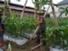 Babinsa Koramil 01/Sukajaya Dampingi Petani Jagung di Gampong Ie Meulee
