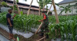 Babinsa Koramil 01/Sukajaya Dampingi Petani Jagung di Gampong Ie Meulee