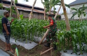 Babinsa Koramil 01/Sukajaya Dampingi Petani Jagung di Gampong Ie Meulee