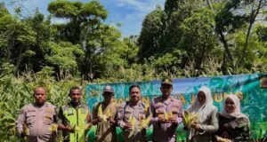 Babinsa Koramil 01/Sukajaya Laksanakan Kegiatan Panen Raya Jagung Manis di Gampong Paya