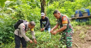 Babinsa Koramil 02/Sukakarya Bersama Bhabinkamtibmas Bantu Warga Panen Cabai Rawit