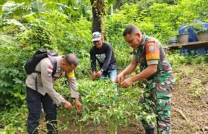 Babinsa Koramil 02/Sukakarya Bersama Bhabinkamtibmas Bantu Warga Panen Cabai Rawit