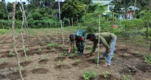 Babinsa Gampong Paya Seunara Bantu Petani Bersihkan Lahan Tanaman Kacang Panjang