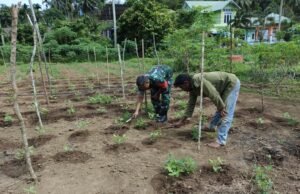 Babinsa Gampong Paya Seunara Bantu Petani Bersihkan Lahan Tanaman Kacang Panjang