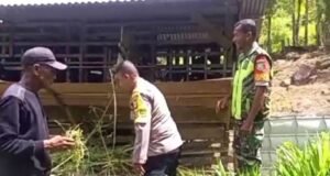 Jelang Idul Adha, Babinsa Koramil 01/Sukajaya Bersama Bhabinkamtibmas Tinjau Hewan Ternak Warga di Gampong Paya