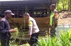 Jelang Idul Adha, Babinsa Koramil 01/Sukajaya Bersama Bhabinkamtibmas Tinjau Hewan Ternak Warga di Gampong Paya
