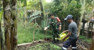 Dukung Ketahanan Pangan, Babinsa Koramil 02/Sukakarya Pantau Langsung Lahan Pertanian Warga Binaan