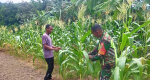 Wujud Nyata Dukung Swasembada Pangan, Babinsa Koramil 01/Sukajaya Berikan Pendampingan Petani Jagung Di Gampong Paya