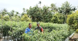 Babinsa Koramil 02/Sukakarya Dampingi Petani Cabai di Jurong Cot Klah, Wujudkan Ketahanan Pangan dan Kesejahteraan Warga