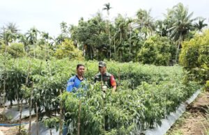 Babinsa Koramil 02/Sukakarya Dampingi Petani Cabai di Jurong Cot Klah, Wujudkan Ketahanan Pangan dan Kesejahteraan Warga