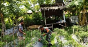 Babinsa 07 Gampong Kuta Barat Bantu Warga Binaan Rawat Tanaman Cabai, Dorong Semangat Pertanian Wilayah