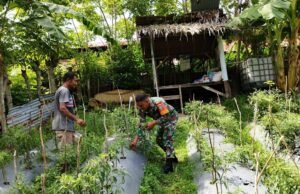 Babinsa 07 Gampong Kuta Barat Bantu Warga Binaan Rawat Tanaman Cabai, Dorong Semangat Pertanian Wilayah
