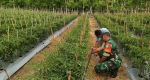 Babinsa Gampong Cot Ba’U Ajak Warga Menanam Tanaman Produktif untuk Ketahanan Pangan dan Peningkatan Ekonomi Keluarga