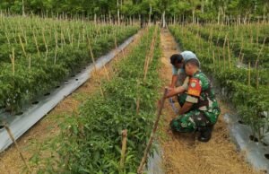 Babinsa Gampong Cot Ba’U Ajak Warga Menanam Tanaman Produktif untuk Ketahanan Pangan dan Peningkatan Ekonomi Keluarga