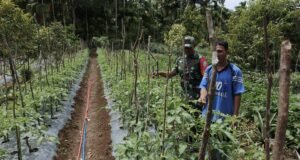 Babinsa Koramil 02/Sukakarya Kunjungi Lahan Tomat, Wujud Peduli Pertanian Desa Binaan