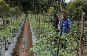 Babinsa Koramil 02/Sukakarya Kunjungi Lahan Tomat, Wujud Peduli Pertanian Desa Binaan