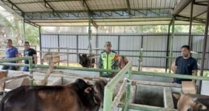 Babinsa Koramil 01/Sukajaya Bersama Perangkat Desa dan Tokoh Masyarakat Cek Ternak Sapi Untuk Persiapan Kurban Idul Adha 1446 H