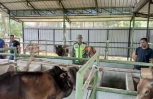 Babinsa Koramil 01/Sukajaya Bersama Perangkat Desa dan Tokoh Masyarakat Cek Ternak Sapi Untuk Persiapan Kurban Idul Adha 1446 H