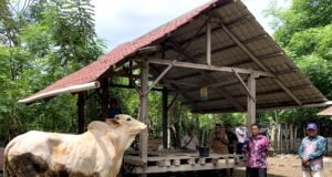 Sabang terima dua ekor sapi kurban dari Presiden Prabowo