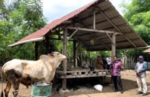 Sabang terima dua ekor sapi kurban dari Presiden Prabowo