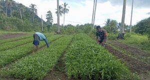 Babinsa Koramil 01/Sukajaya Bantu Petani Rawat Tanaman Palawija di Gampong Cot Abeuk