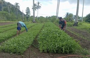 Babinsa Koramil 01/Sukajaya Bantu Petani Rawat Tanaman Palawija di Gampong Cot Abeuk
