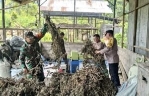 Babinsa Koramil 02/Sukakarya dan Bhabinkamtibmas Bantu Warga Panen Tanaman Nilam di Gampong Batee Shoek