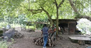 Babinsa Koramil 01/Sukajaya Bantu Warga Susun Kayu Bakar di Gampong Cot Abeuk, Wujudkan Kemanunggalan TNI-Rakyat