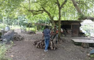 Babinsa Koramil 01/Sukajaya Bantu Warga Susun Kayu Bakar di Gampong Cot Abeuk, Wujudkan Kemanunggalan TNI-Rakyat