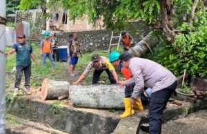 Evakuasi Pohon Tumbang yang Rusak Dua Rumah Warga di Sabang