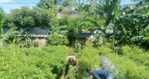 Babinsa 07 Koramil 02/Sukakarya Bantu Warga Bersihkan Lahan Cabe di Gampong Kuta Barat
