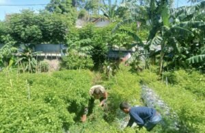 Babinsa 07 Koramil 02/Sukakarya Bantu Warga Bersihkan Lahan Cabe di Gampong Kuta Barat