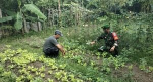 Babinsa Gampong Koramil 02/Sukakarya Pantau Ketahanan Pangan Warga Binaan di Jurong M. Thaib