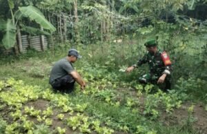 Babinsa Gampong Koramil 02/Sukakarya Pantau Ketahanan Pangan Warga Binaan di Jurong M. Thaib