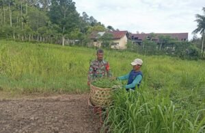 Babinsa Koramil 01/Sukajaya Bantu Warga Cari Pakan Ternak