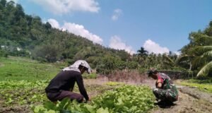 Babinsa Koramil 02/Sukakarya Dampingi Petani Sayur Bersihkan Lahan, Dorong Ketahanan Pangan di Gampong Aneuk Laot