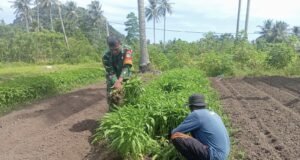 Babinsa Koramil 01/Sukajaya Bantu Petani Panen Sayuran di Gampong Cot Abeuk, Wujud Nyata Kemanunggalan TNI-Rakyat