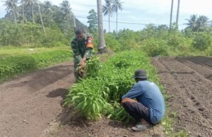 Babinsa Koramil 01/Sukajaya Bantu Petani Panen Sayuran di Gampong Cot Abeuk, Wujud Nyata Kemanunggalan TNI-Rakyat