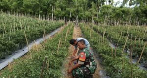 Babinsa Gampong Cot Ba’U Dampingi Warga Rawat Tanaman Cabai, Dorong Ketahanan Pangan Keluarga