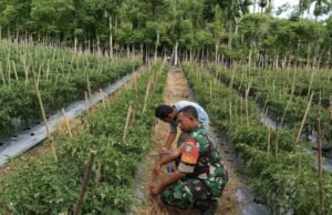 Babinsa Gampong Cot Ba’U Dampingi Warga Rawat Tanaman Cabai, Dorong Ketahanan Pangan Keluarga