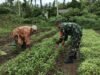Babinsa Koramil 02/Sukakarya Bantu Petani Panen Kangkung di Gampong Paya Seunara