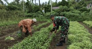 Babinsa Koramil 02/Sukakarya Bantu Petani Panen Kangkung di Gampong Paya Seunara