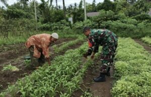 Babinsa Koramil 02/Sukakarya Bantu Petani Panen Kangkung di Gampong Paya Seunara