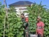 Babinsa Koramil 01/, Sukajaya Dampingi Petani Mentimun, Dorong Pemanfaatan Lahan Kosong untuk Ketahanan Pangan