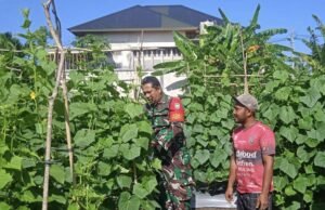Babinsa Koramil 01/, Sukajaya Dampingi Petani Mentimun, Dorong Pemanfaatan Lahan Kosong untuk Ketahanan Pangan