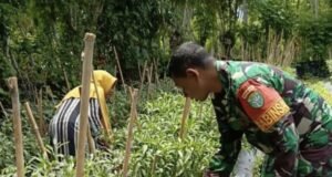 Babinsa Koramil 01/Sukajaya Bantu Warga Panen Cabai Merah di Gampong Cot Ba’U, Dorong Pemanfaatan Lahan untuk Ketahanan Pangan