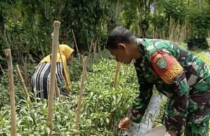 Babinsa Koramil 01/Sukajaya Bantu Warga Panen Cabai Merah di Gampong Cot Ba’U, Dorong Pemanfaatan Lahan untuk Ketahanan Pangan