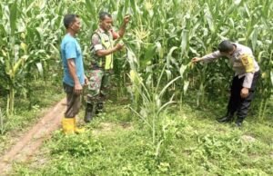 Babinsa Koramil 01/Sukajaya dan Bhabinkamtibmas Dampingi Petani Jagung di Jurong Cot Preh, Gampong Paya